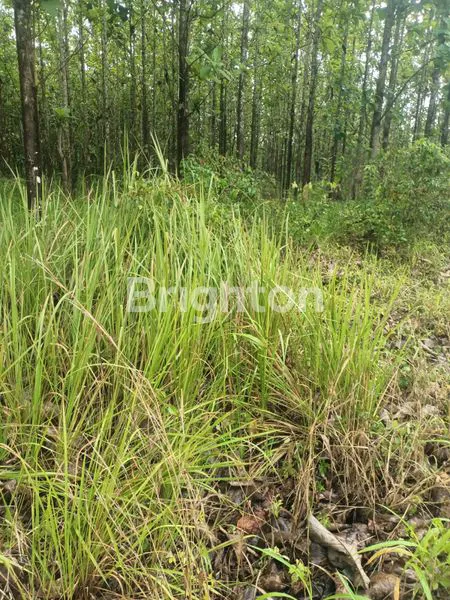 LAHAN PRODUKTIF PASSIVE INCOME PADEGLANG