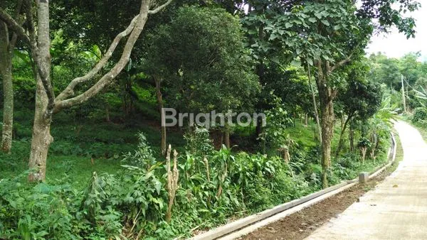 image JUAL TANAH KEBON DESA MULYAHATA GUNUNG SALAK (2)