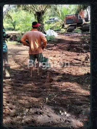 image KEBUN SAWIT 23 HA DI PEKANBARU, DEKAT UIN (1)