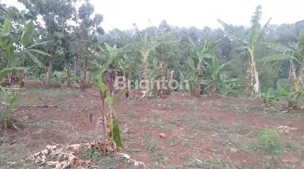 image TANAH COCOK UNTUK PERKEBUNAN/ CAVLINGAN DEKAT PACET MOJOKERTO (1)