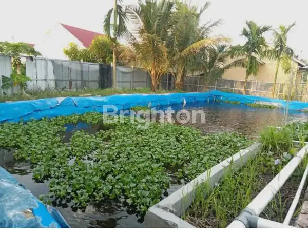 image DIJUAL TANAH & BANGUNAN (USAHA PEMBIBITAN IKAN) (1)