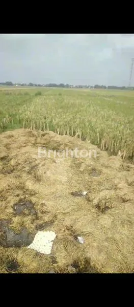 image TANAH/ SAWAH BISA UNTUK BISNIS KAVLINGAN RUMAH DAERAH MOJOANYAR MOJOKERTO (2)