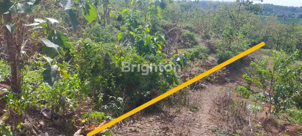 image DIJUAL MURAH KEBUN WISATA  (3)