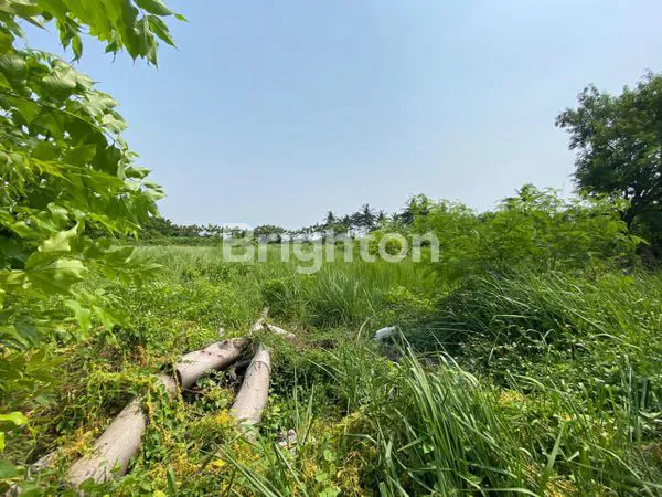 image LAHAN LUAS DI BELAKANG BANDARA SOETTA TELUK NAGA KABUPATEN TANGERANG  (1)