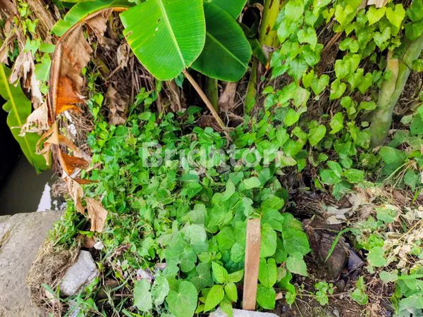 image UMALAS  ZONA YELLOW - 9,3 ARE FOR SALE/LEASE (1)