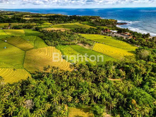 image TANAH DIJUAL MURAH TABANAN - DEKAT PANTAI SOKA  (4)