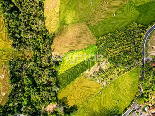 image TANAH DIJUAL MURAH TABANAN - DEKAT PANTAI SOKA  (1)
