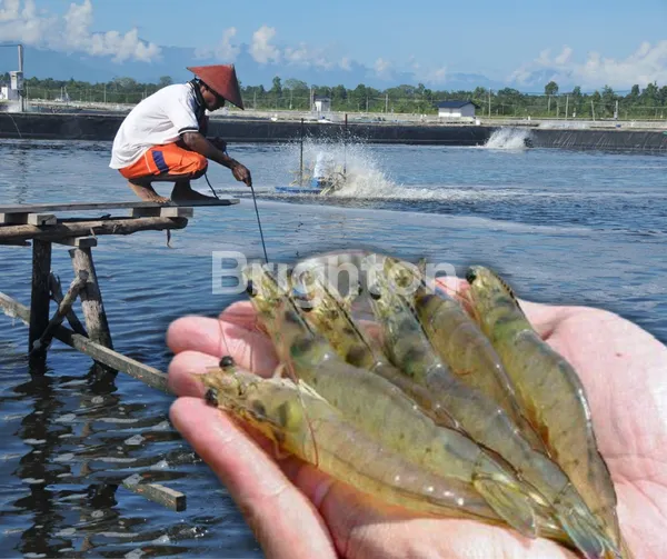 image DIJUAL TAMBAK UDANG 18 HA DI JEMBRANA – HARGA MURAH, PRODUKTIF, DEKAT PANTAI (1)