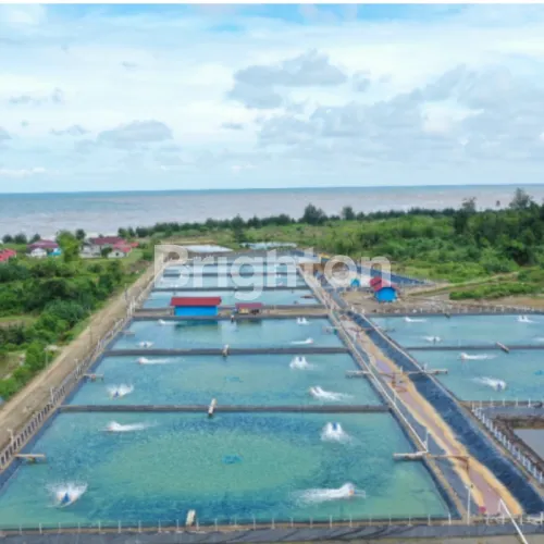 image DIJUAL TAMBAK UDANG 18 HA DI JEMBRANA – HARGA MURAH, PRODUKTIF, DEKAT PANTAI (7)