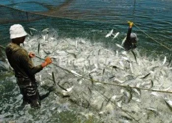 image DIJUAL TAMBAK UDANG 18 HA DI JEMBRANA – HARGA MURAH, PRODUKTIF, DEKAT PANTAI (8)