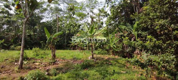 image LAHAN PARUNG PANJANG (3)