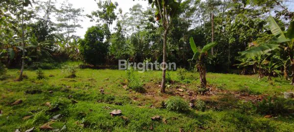 image LAHAN PARUNG PANJANG (2)