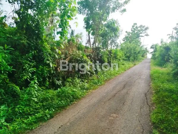 image DIJUAL TANAH LUAS 11,6 HA HANYA 17 JUTA PER ARE DI DAERAH PERKEBUNAN KELAPA DAN COKLAT MANISTUTU JEMBRANA BALI (3)