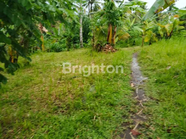image DIJUAL TANAH LUAS 11,6 HA HANYA 17 JUTA PER ARE DI DAERAH PERKEBUNAN KELAPA DAN COKLAT MANISTUTU JEMBRANA BALI (6)