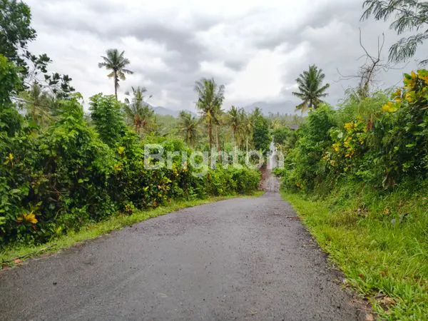 image DIJUAL TANAH LUAS 11,6 HA HANYA 17 JUTA PER ARE DI DAERAH PERKEBUNAN KELAPA DAN COKLAT MANISTUTU JEMBRANA BALI (1)