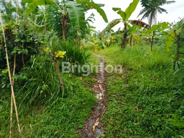 image DIJUAL TANAH LUAS 11,6 HA HANYA 17 JUTA PER ARE DI DAERAH PERKEBUNAN KELAPA DAN COKLAT MANISTUTU JEMBRANA BALI (7)