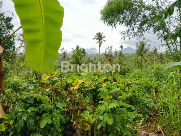 image DIJUAL TANAH LUAS 11,6 HA HANYA 17 JUTA PER ARE DI DAERAH PERKEBUNAN KELAPA DAN COKLAT MANISTUTU JEMBRANA BALI (4)