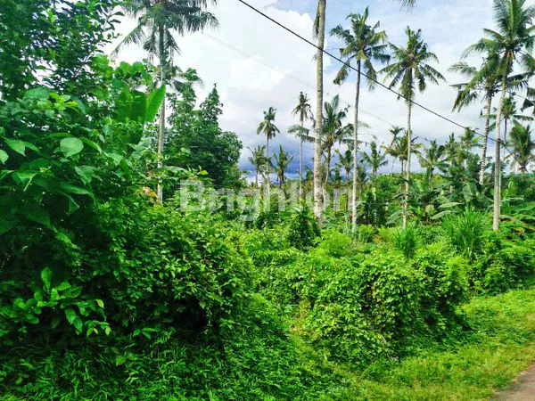 image DIJUAL TANAH LUAS 11,6 HA HANYA 17 JUTA PER ARE DI DAERAH PERKEBUNAN KELAPA DAN COKLAT MANISTUTU JEMBRANA BALI (2)