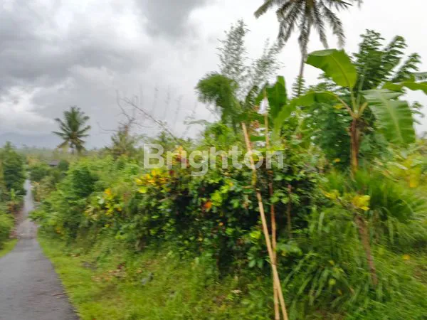 image DIJUAL TANAH LUAS 11,6 HA HANYA 17 JUTA PER ARE DI DAERAH PERKEBUNAN KELAPA DAN COKLAT MANISTUTU JEMBRANA BALI (5)