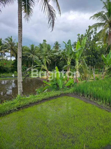 image LAHAN LUAS DI JALAN RAYA BOROBUDUR, MAGELANG (7)