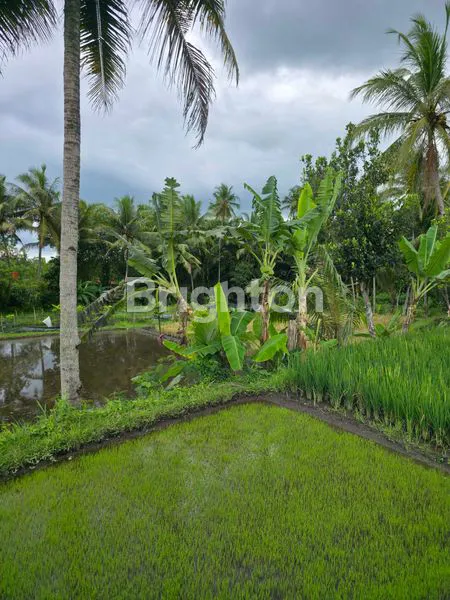 image LAHAN LUAS DI JALAN RAYA BOROBUDUR, MAGELANG (8)