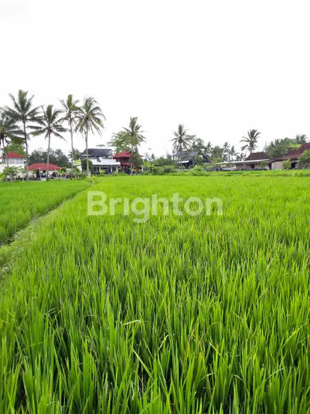 image LAHAN LUAS DI JALAN RAYA BOROBUDUR, MAGELANG (6)
