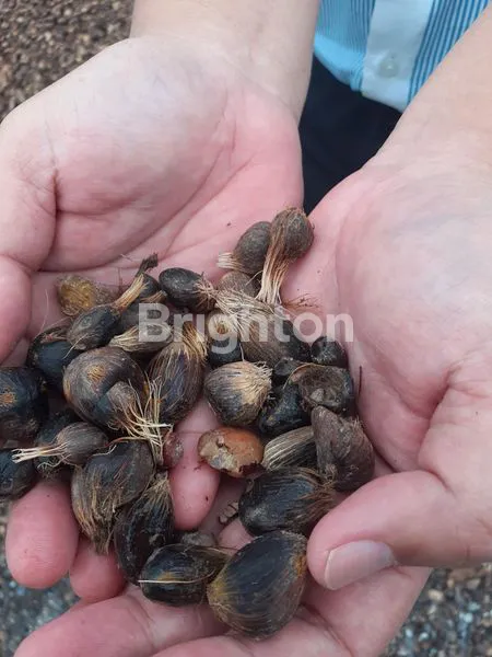 image TAKE OVER PABRIK SAWIT 44 HA, LAHAN LUAS & POTENSI TINGGI (5)