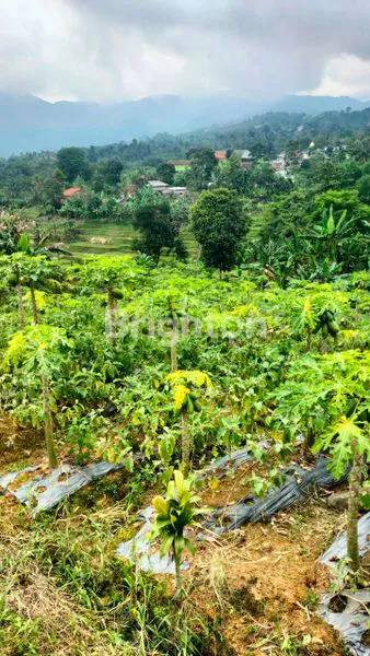 image TANAH KEBON PRODUKTIF DI BOGOR (3)
