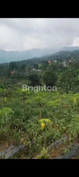 image TANAH KEBON PRODUKTIF DI BOGOR (2)