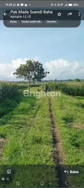 image TANAH SAWAH PRODUKTIF DI MAMBANG TABANAN (1)