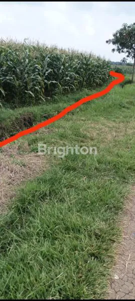 image TANAH SAWAH PRODUKTIF DI MAMBANG TABANAN (4)