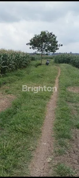 image TANAH SAWAH PRODUKTIF DI MAMBANG TABANAN (2)