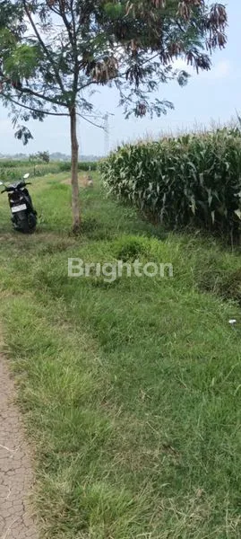 image TANAH SAWAH PRODUKTIF DI MAMBANG TABANAN (3)