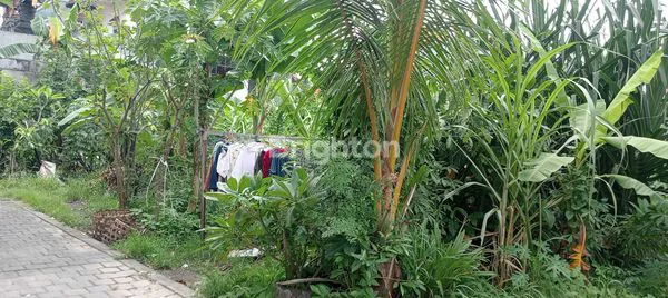 image DISEWAKAN TANAH STRATEGIS 18 ARE DI ANTASURA DENPASAR UTARA\N (4)