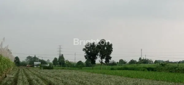 image TANAH SAWAH DI NGASEM KEDIRI (3)