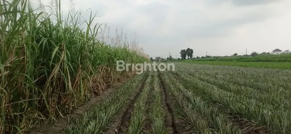 image TANAH SAWAH DI NGASEM KEDIRI (1)
