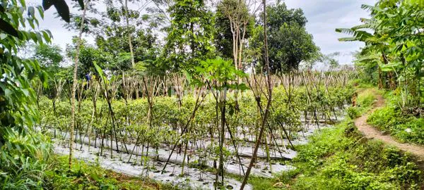 image DIJUAL TANAH DI MEGAMENDUNG BOGOR (3)