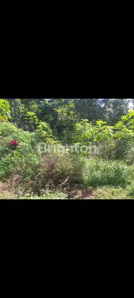 image JUAL TANAH DIMALINO (1)