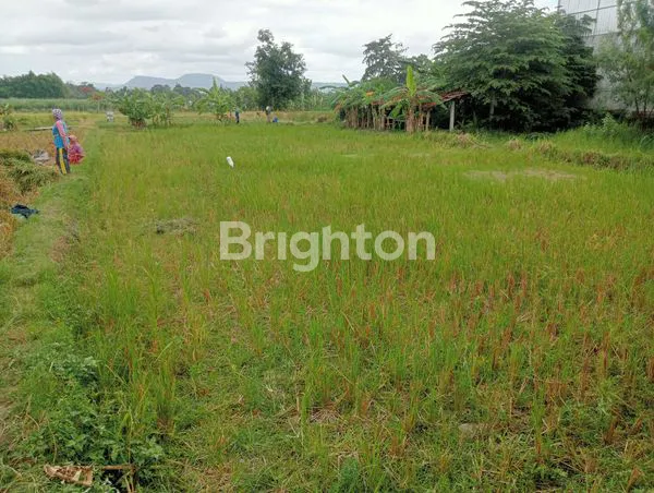 image DIJUAL TANAH SAWAH ZONA KUNING DI TEGALTIRTO  BERBAH (8)