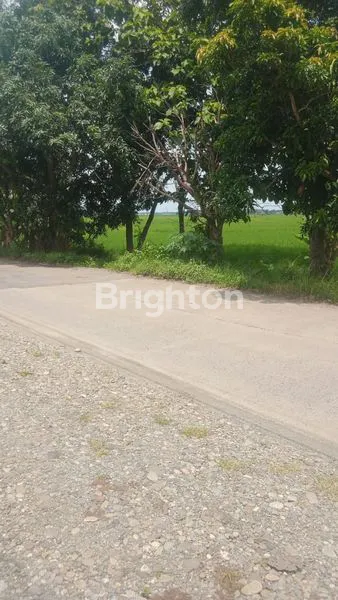 image TANAH LUAS 2.550M² DI PEKALONGAN, COCOK UNTUK USAHA (4)