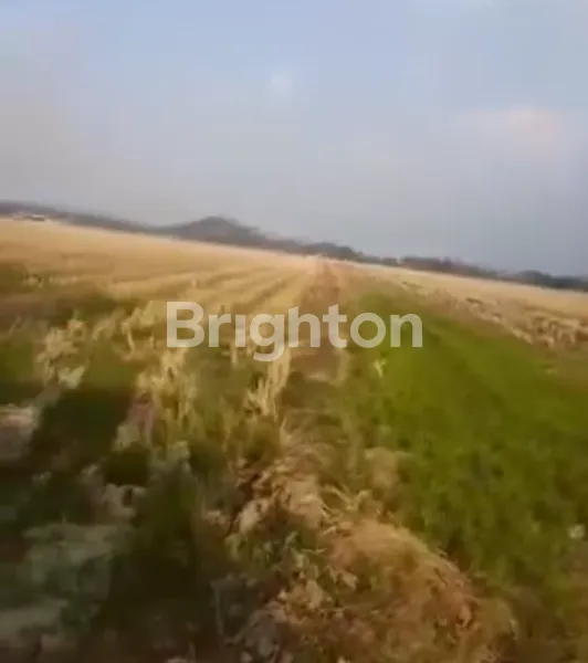 image TANAH LUAS 2.550M² DI PEKALONGAN, COCOK UNTUK USAHA (1)