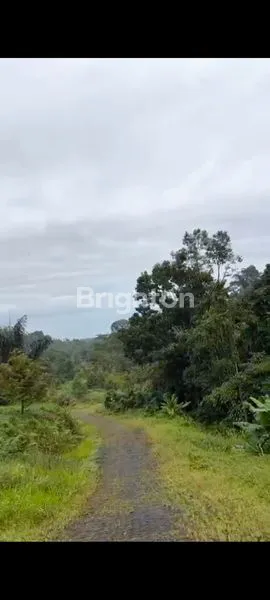 image LAHAN SIAP BANGUN 3,5 HA, SHM, DI JALAN SEMBAHE (4)