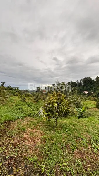 image LAHAN SIAP BANGUN 3,5 HA, SHM, DI JALAN SEMBAHE (2)