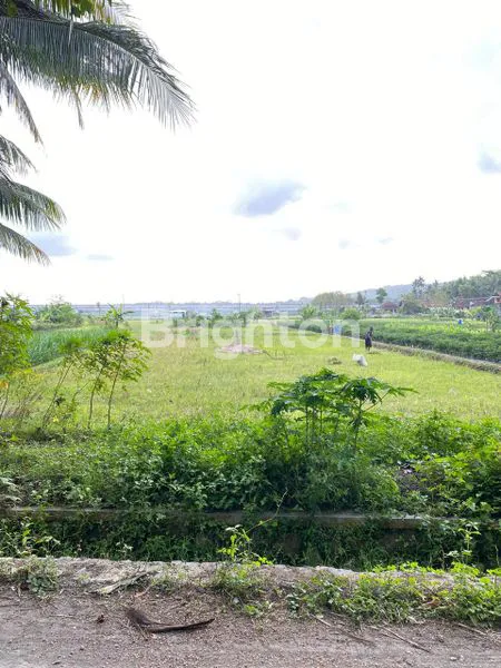 TANAH SAWAH AREA TEMON KULONPROGO