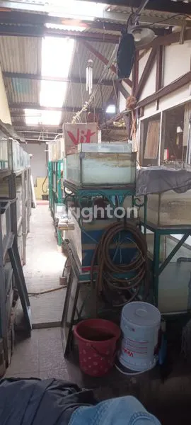 image JUAL CEPAT RUMAH TUA DAN TEMPAT USAHA STRATEGIS DI JOGLO KEMBANGAN JAKARTA BARAT (7)