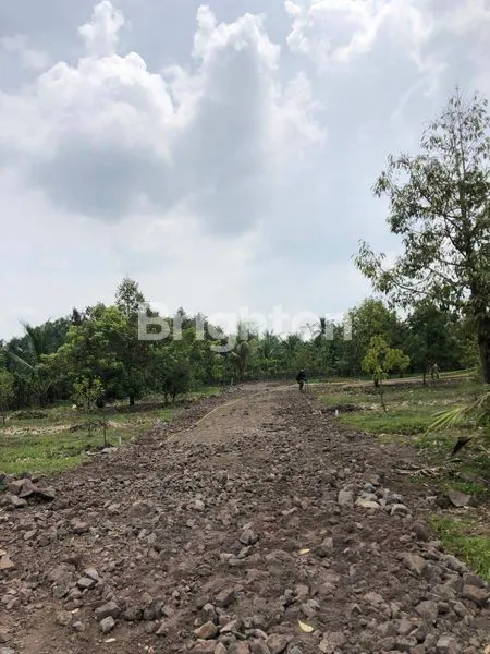 image TANAH STRATEGIS DI SIMBAR TAMPO – PALEMAN, BANYUWANGI \\\\\\\\UD83C\\\\\\\\UDF34 (3)