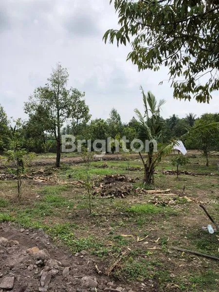 image TANAH STRATEGIS DI SIMBAR TAMPO – PALEMAN, BANYUWANGI \\\\\\\\UD83C\\\\\\\\UDF34 (7)