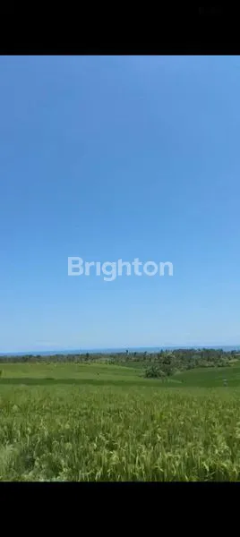 image TANAH VIEW SAWAH DIKAWASAN ANTOSARI TABANAN (8)