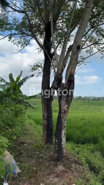 image TANAH VIEW SAWAH DIKAWASAN ANTOSARI TABANAN (2)