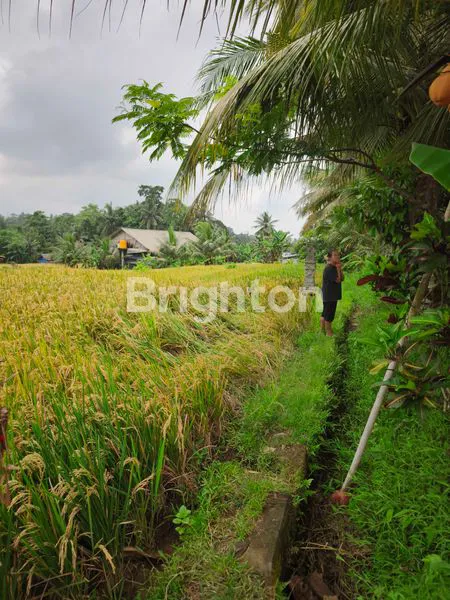 image INVESTASI EMAS TANAH 18 ARE PINGGIR JALAN TABANAN (2)